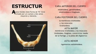 ESTRUCTUR
A
El hueso hioides tiene Forma de “U”. Está
Formado por un cuerpo y dos astas
mayores y menores.
CARA ANTERIOR DEL CUERPO
milohioideos, geniohioideos,
omohioideos e hioglosos.
CARA POSTERIOR DEL CUERPO
la membrana tirohioidea
y los músculos
tirohioideos
ASTA MAYOR
membrana tirohioidea y los músculos
tirohioideo, hiogloso, constrictor medio
de la Faringe, y la polea del digástrico
ASTA MENOR
ligamentos estilohioideos.
 