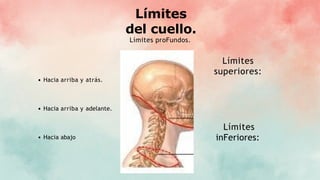Límites
del cuello.
Límites proFundos.
Límites
inFeriores:
Límites
superiores:
Hacia arriba y atrás.
Hacia arriba y adelante.
Hacia abajo
 