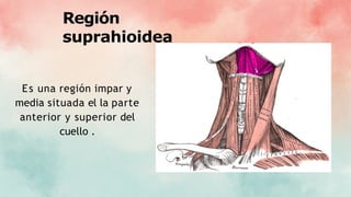 Región
suprahioidea
Es una región impar y
media situada el la parte
anterior y superior del
cuello .
 
