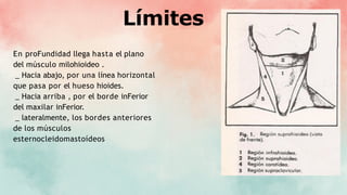 Límites
En proFundidad llega hasta el plano
del músculo milohioideo .
_ Hacia abajo, por una línea horizontal
que pasa por el hueso hioides.
_ Hacia arriba , por el borde inFerior
del maxilar inFerior.
_ lateralmente, los bordes anteriores
de los músculos
esternocleidomastoídeos
 