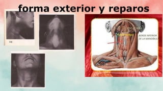 forma exterior y reparos
 