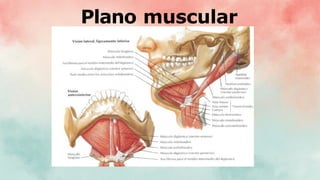 Plano muscular
 