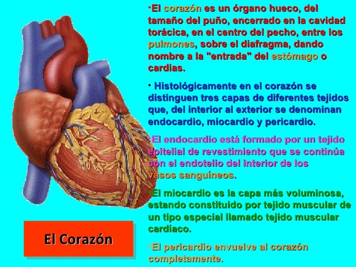 Sistema Cardiovascular T