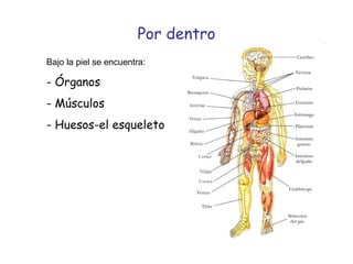 Por dentro Bajo la piel se encuentra: Órganos Músculos Huesos-el esqueleto 