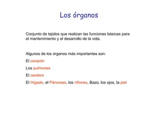 Los órganos Conjunto de tejidos que realizan las funciones básicas para el mantenimiento y el desarrollo de la vida. Algunos de los órganos más importantes son: El  corazón Los  pulmones El  cerebro El  Hígado , el  Páncreas , los  riñones , Bazo, los ojos, la  piel 