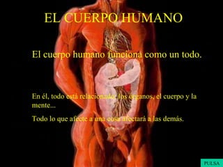 EL CUERPO HUMANO El cuerpo humano funciona como un todo.   En él, todo está relacionado: los órganos, el cuerpo y la mente...  Todo lo que afecte a una cosa afectará a las demás. PULSA 
