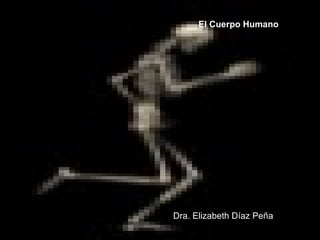 El Cuerpo Humano Dra. Elizabeth Díaz Peña 