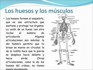 Los huesos y los músculos Los huesos forman el esqueleto, que es una estructura que sostiene y protege tus órganos. La unión de un hueso con otro recibe el nombre de articulación. Algunas articulaciones son móviles: la del hombro permite que tu brazo se mueva en círculos; la de la rodilla hace que la pierna se desplace hacia delante y hacia atrás. Otras articulaciones, como la de los huesos del cráneo, no tienen ningún movimiento. 