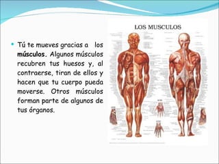 Tú te mueves gracias a los  músculos.  Algunos músculos recubren tus huesos y, al contraerse, tiran de ellos y hacen que tu cuerpo pueda moverse. Otros músculos forman parte de algunos de tus órganos. 