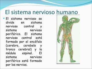 El sistema nervioso humano El sistema nervioso se divide en sistema nervioso central y sistema nervioso periférico. El sistema nervioso central está formado por el encéfalo (cerebro, cerebelo y tronco cerebral) y la médula espinal. El sistema nervioso periférico está formado por los nervios. 