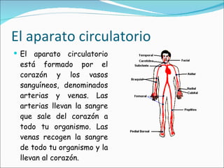 El aparato circulatorio El aparato circulatorio está formado por el corazón y los vasos sanguíneos, denominados arterias y venas. Las arterias llevan la sangre que sale del corazón a todo tu organismo. Las venas recogen la sangre de todo tu organismo y la llevan al corazón. 