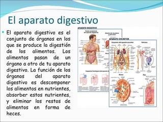 El aparato digestivo El aparato digestivo es el conjunto de órganos en los que se produce la digestión de los alimentos. Los alimentos pasan de un órgano a otro de tu aparato digestivo. La función de los órganos del aparato digestivo es descomponer los alimentos en nutrientes, absorber estos nutrientes, y eliminar los restos de alimentos en forma de heces. 