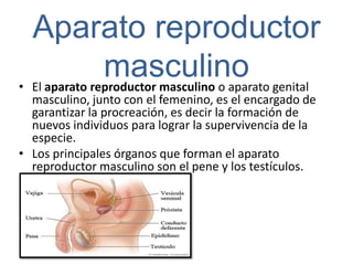 Aparato reproductor
               masculino genital
• El aparato reproductor masculino o aparato
  masculino, junto con el femenino, es el encargado de
  garantizar la procreación, es decir la formación de
  nuevos individuos para lograr la supervivencia de la
  especie.
• Los principales órganos que forman el aparato
  reproductor masculino son el pene y los testículos.
 
