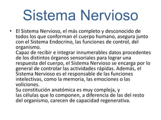 Sistema Nervioso
• El Sistema Nervioso, el más completo y desconocido de
  todos los que conforman el cuerpo humano, asegura junto
  con el Sistema Endocrino, las funciones de control, del
  organismo.
  Capaz de recibir e integrar innumerables datos procedentes
  de los distintos órganos sensoriales para lograr una
  respuesta del cuerpo, el Sistema Nervioso se encarga por lo
  general de controlar las actividades rápidas. Además, el
  Sistema Nervioso es el responsable de las funciones
  intelectivas, como la memoria, las emociones o las
  voliciones.
  Su constitución anatómica es muy compleja, y
  las células que lo componen, a diferencia de las del resto
  del organismo, carecen de capacidad regenerativa.
 