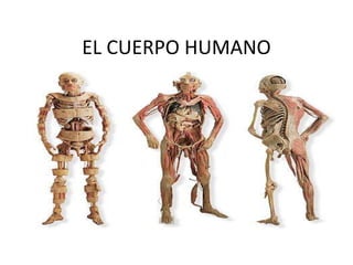 EL CUERPO HUMANO
 