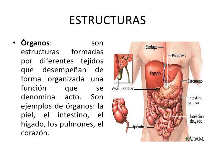 El cuerpo humano