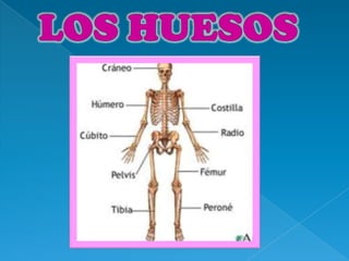El cuerpo humano