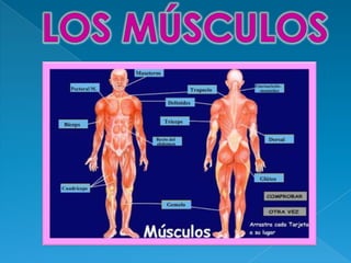 El cuerpo humano