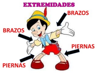 BRAZOS

BRAZOS

           PIERNAS

PIERNAS
 