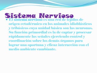 Sistema Nervioso de
 El sistema nervioso es una red de tejidos
  origen ectodérmico en los animales idioblásticos
  y tribásicos cuya unidad básica son las neuronas.
  Su función primordial es la de captar y procesar
  rápidamente las señales ejerciendo control y
  coordinación sobre los demás órganos para
  lograr una oportuna y eficaz interacción con el
  medio ambiente cambiante.
 