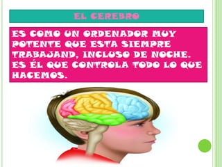 EL CEREBRO
ES COMO UN ORDENADOR MUY
POTENTE QUE ESTA SIEMPRE
TRABAJAND, INCLUSO DE NOCHE.
ES ÉL QUE CONTROLA TODO LO QUE
HACEMOS.
 
