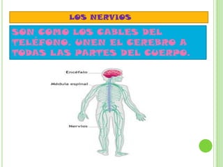 LOS NERVIOS
SON COMO LOS CABLES DEL
TELÉFONO. UNEN EL CEREBRO A
TODAS LAS PARTES DEL CUERPO.
 