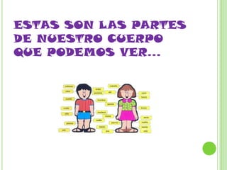 ESTAS SON LAS PARTES
DE NUESTRO CUERPO
QUE PODEMOS VER…
 