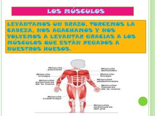 LOS MÚSCULOS
LEVANTAMOS UN BRAZO, TORCEMOS LA
CABEZA, NOS AGACHAMOS Y NOS
VOLVEMOS A LEVANTAR GRACIAS A LOS
MÚSCULOS QUE ESTÀN PEGADOS A
NUESTROS HUESOS.
 