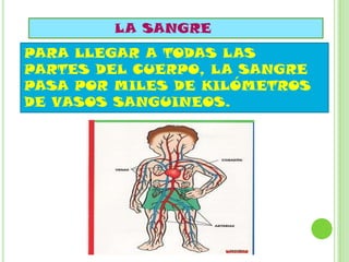 LA SANGRE
PARA LLEGAR A TODAS LAS
PARTES DEL CUERPO, LA SANGRE
PASA POR MILES DE KILÓMETROS
DE VASOS SANGUINEOS.
 