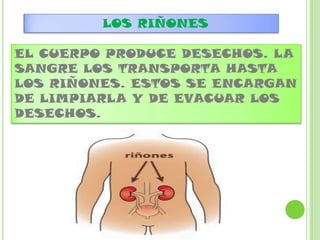 LOS RIÑONES
EL CUERPO PRODUCE DESECHOS. LA
SANGRE LOS TRANSPORTA HASTA
LOS RIÑONES. ESTOS SE ENCARGAN
DE LIMPIARLA Y DE EVACUAR LOS
DESECHOS.
 