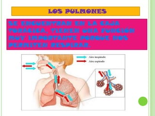 LOS PULMONES
SE ENCUENTRAN EN LA CAJA
TORÁCICA, TIENEN UNA FUNCIÓN
MUY IMPORTANTE PORQUE NOS
PERMITEN RESPIRAR.
 