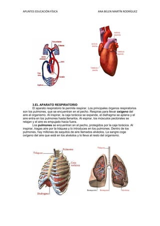 APUNTES EDUCACIÓN FÍSICA

ANA BELEN MARTÍN RODRÍGUEZ

3.EL APARATO RESPIRATORIO
El aparato respiratorio te permite respirar. Los principales órganos respiratorios
son los pulmones, que se encuentran en el pecho. Respiras para llevar oxígeno del
aire al organismo. Al inspirar, la caja torácica se expande, el diafragma se aplana y el
aire entra en los pulmones hasta llenarlos. Al espirar, los músculos pectorales se
relajan y el aire es empujado hacia fuera.
Los pulmones se encuentran en el pecho, protegidos por la caja torácica. Al
inspirar, tragas aire por la tráquea y lo introduces en los pulmones. Dentro de los
pulmones, hay millones de saquitos de aire llamados alvéolos. La sangre coge
oxígeno del aire que está en los alvéolos y lo lleva al resto del organismo.

 