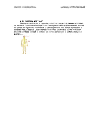 APUNTES EDUCACIÓN FÍSICA

ANA BELEN MARTÍN RODRÍGUEZ

4. EL SISTEMA NERVIOSO
El sistema nervioso es el centro de control del cuerpo. Los nervios son haces
de neuronas con forma de hilo que conducen impulsos nerviosos del encéfalo a todas
las partes del organismo y viceversa. El camino principal para dichos impulsos es la
delicada médula espinal. Las neuronas del encéfalo y la médula espinal forman en
sistema nervioso central; el resto de los nervios constituyen el sistema nervioso
periférico.

 