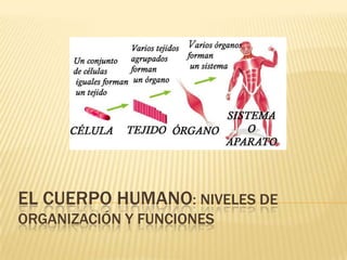EL CUERPO HUMANO: NIVELES DE
ORGANIZACIÓN Y FUNCIONES

 