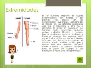 Extremidades
El ser humano dispone de cuatro
extremidades: dos brazos y dos
piernas. Los brazos son las
extremidades superiores, conectadas
al tronco en los laterales superiores,
uno en el izquierdo y otro en el
derecho. El brazo se compone de:
hombro, codo, antebrazo, muñeca,
palma y dedos. Gracias a nuestros
brazos podemos agarrar, sostener y
trasladar objetos. Las piernas están
conectadas al tronco en los laterales
inferiores. La pierna se compone de:
cadera, muslo, rodilla, tobillo, pie y
dedos. Ellas nos permiten caminar,
correr y saltar. Las piernas sostienen
todo el peso del cuerpo y nos
trasladan al lugar que necesitemos ir.
 