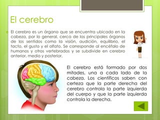 El cerebro
 El cerebro es un órgano que se encuentra ubicado en la
cabeza, por lo general, cerca de los principales órganos
de los sentidos como la visión, audición, equilibrio, el
tacto, el gusto y el olfato. Se corresponde al encéfalo de
humanos y otros vertebrados y se subdivide en cerebro
anterior, medio y posterior.
El cerebro está formado por dos
mitades, una a cada lado de la
cabeza. Los científicos saben con
certeza que la parte derecha del
cerebro controla la parte izquierda
del cuerpo y que la parte izquierda
controla la derecha.
 