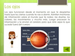 Los ojos funcionan desde el momento en que te despiertas
hasta que los cierras cuando te vas a dormir. Asimilan montones
de información sobre el mundo que te rodea -las siluetas, los
colores, los movimientos y mucho más. Luego procesan la
información y la envían al cerebro para que éste sepa lo que
sucede fuera del cuerpo.
Los ojos
 
