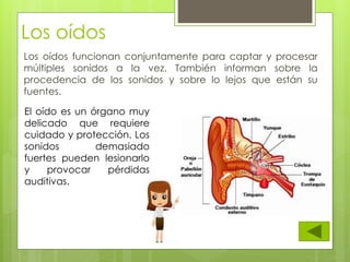 Los oídos funcionan conjuntamente para captar y procesar
múltiples sonidos a la vez. También informan sobre la
procedencia de los sonidos y sobre lo lejos que están su
fuentes.
El oído es un órgano muy
delicado que requiere
cuidado y protección. Los
sonidos demasiado
fuertes pueden lesionarlo
y provocar pérdidas
auditivas.
Los oídos
 