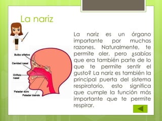 La nariz es un órgano
importante por muchas
razones. Naturalmente, te
permite oler, pero ¿sabías
que era también parte de lo
que te permite sentir el
gusto? La nariz es también la
principal puerta del sistema
respiratorio, esto significa
que cumple la función más
importante que te permite
respirar.
La nariz
 