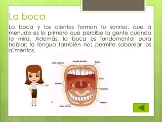 La boca
La boca y los dientes forman tu sonrisa, que a
menudo es lo primero que percibe la gente cuando
te mira. Además, la boca es fundamental para
hablar: la lengua también nos permite saborear los
alimentos.
 