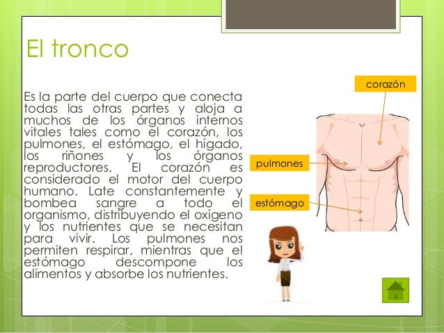 El cuerpo humano