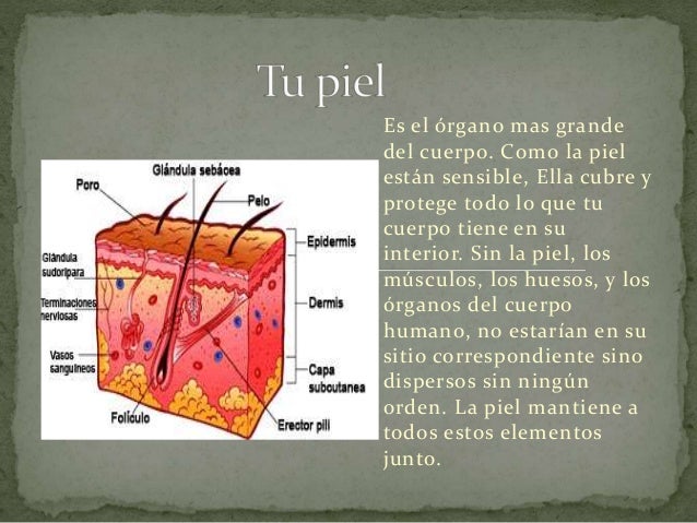 El cuerpo humano