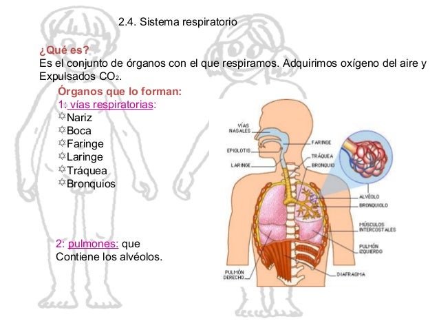el cuerpo humano y sus partes
