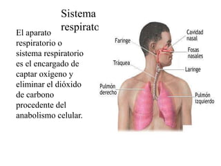 Sistema
respiratorioEl aparato
respiratorio o
sistema respiratorio
es el encargado de
captar oxígeno y
eliminar el dióxido
de carbono
procedente del
anabolismo celular.
 