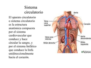 Sistema
circulatorio
El aparato circulatorio
o sistema circulatorio
es la estructura
anatómica compuesta
por el sistema
cardiovascular que
conduce y hace
circular la sangre, y
por el sistema linfático
que conduce la linfa
unidireccionalmente
hacia el corazón.
 