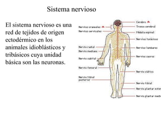 Sistema nervioso
El sistema nervioso es una
red de tejidos de origen
ectodérmico en los
animales idioblásticos y
tribásicos cuya unidad
básica son las neuronas.
 