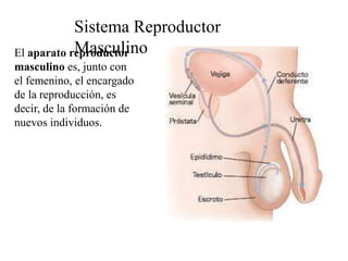Sistema Reproductor
MasculinoEl aparato reproductor
masculino es, junto con
el femenino, el encargado
de la reproducción, es
decir, de la formación de
nuevos individuos.
 