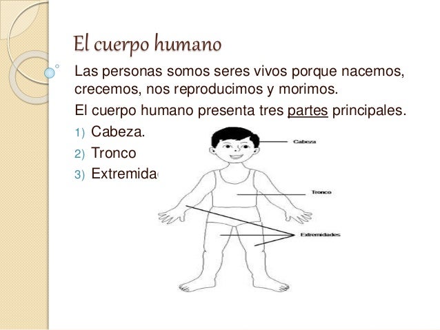 El Cuerpo Humano