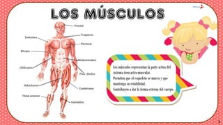 LOS MÚSCULOS
Los músculos representan la parte activa del
sistema óseo-artro-muscular.
Permiten que el esqueleto se mueva y que
mantenga su estabilidad.
Contribuyen a dar la forma externa del cuerpo.
3
 