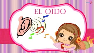 EL OÍDO
14
 